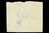 Cretaceous Lobster (Pseudostacus) Fossil - Lebanon #147039-1